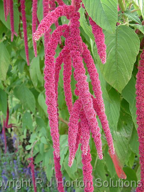 Amaranthus caudatus 'Love lies bleeding'_2